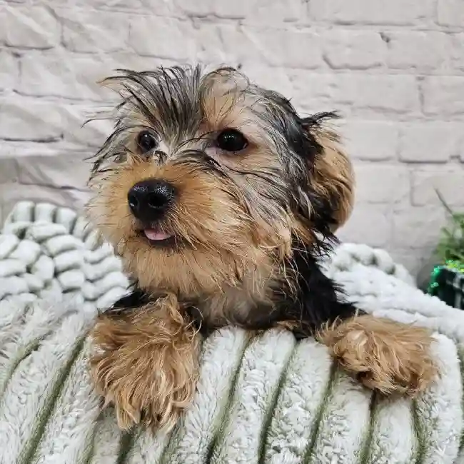 Male Yorkie Puppy for Sale in Monroeville, PA