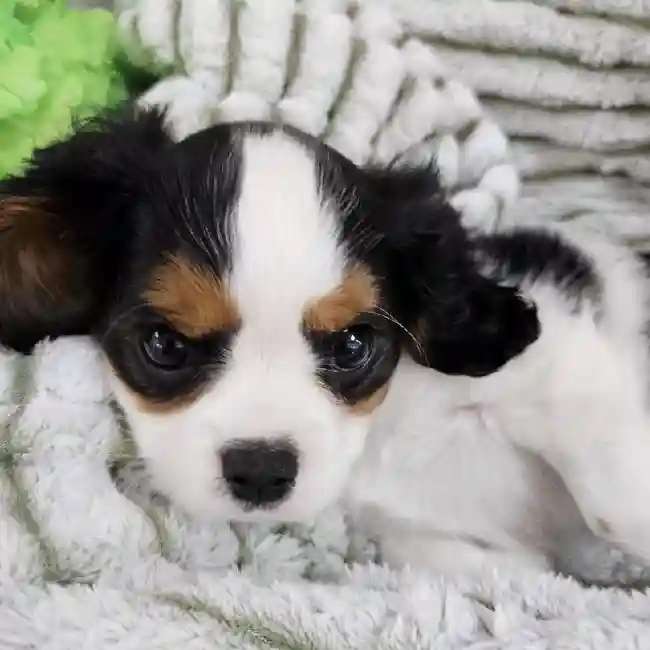 Male Cavalier King Charles Spaniel Puppy for Sale in Monroeville, PA