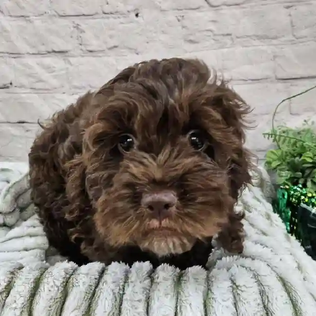 Female Cockapoo Puppy for Sale in Monroeville, PA