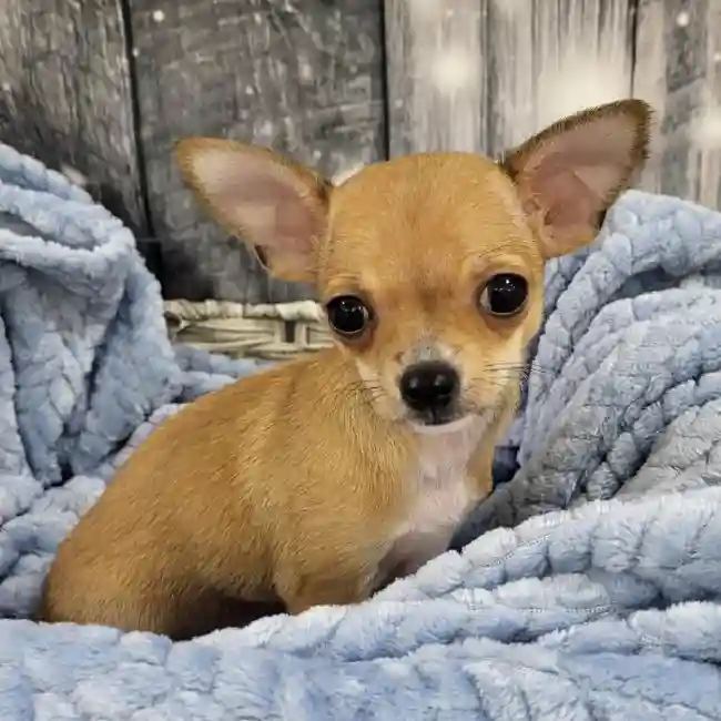 Male Chihuahua Puppy for Sale in Monroeville, PA