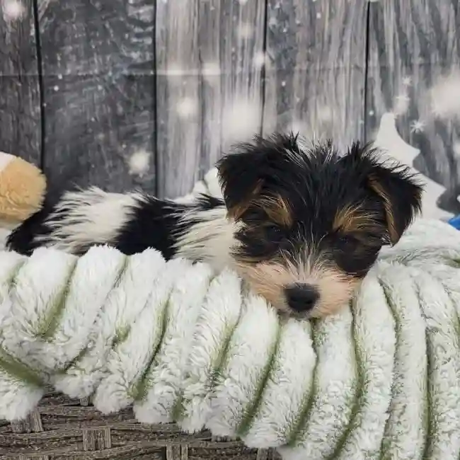 Male Yorkie Puppy for Sale in Monroeville, PA