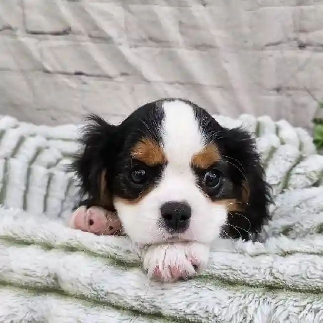 Male Cavalier King Charles Spaniel Puppy for Sale in Monroeville, PA