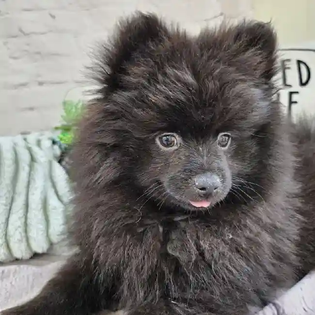 Male Pomeranian Puppy for Sale in Monroeville, PA