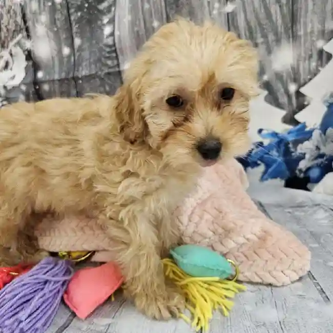 Female Mini Goldendoodle Puppy for Sale in Monroeville, PA