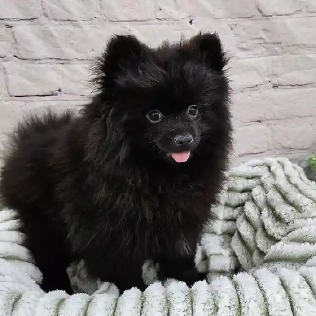 Male Pomeranian Puppy for Sale in Monroeville, PA