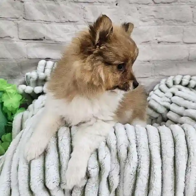 Female Pomeranian Puppy for Sale in Monroeville, PA