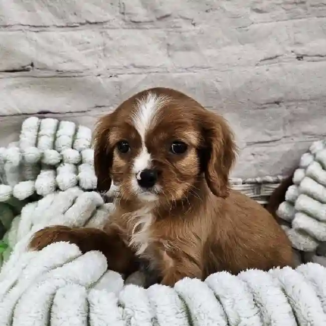 Male Cavalier King Charles Spaniel Puppy for Sale in Monroeville, PA