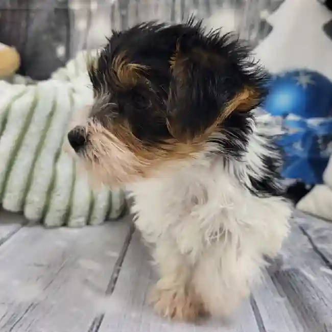 Male Yorkie Puppy for Sale in Monroeville, PA