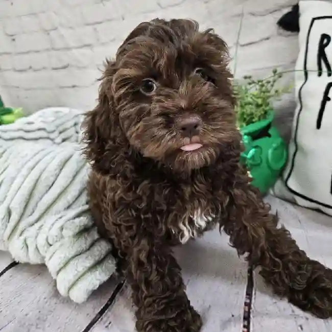 Female Cockapoo Puppy for Sale in Monroeville, PA