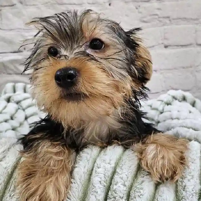 Male Yorkie Puppy for Sale in Monroeville, PA