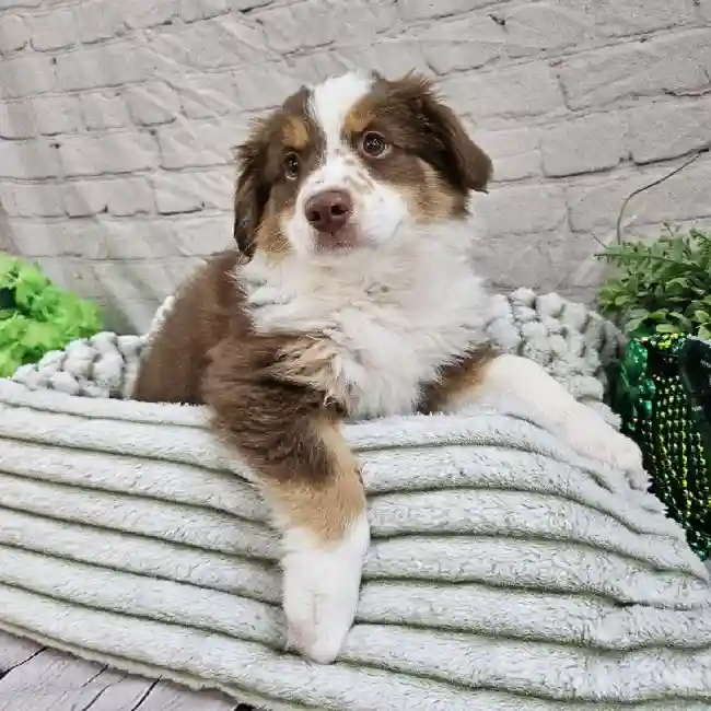 Male Miniature Australian Shepherd Puppy for Sale in Monroeville, PA