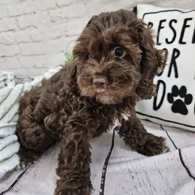 Female Cockapoo Puppy for Sale in Monroeville, PA