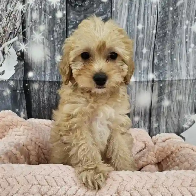 Female Mini Goldendoodle Puppy for Sale in Monroeville, PA