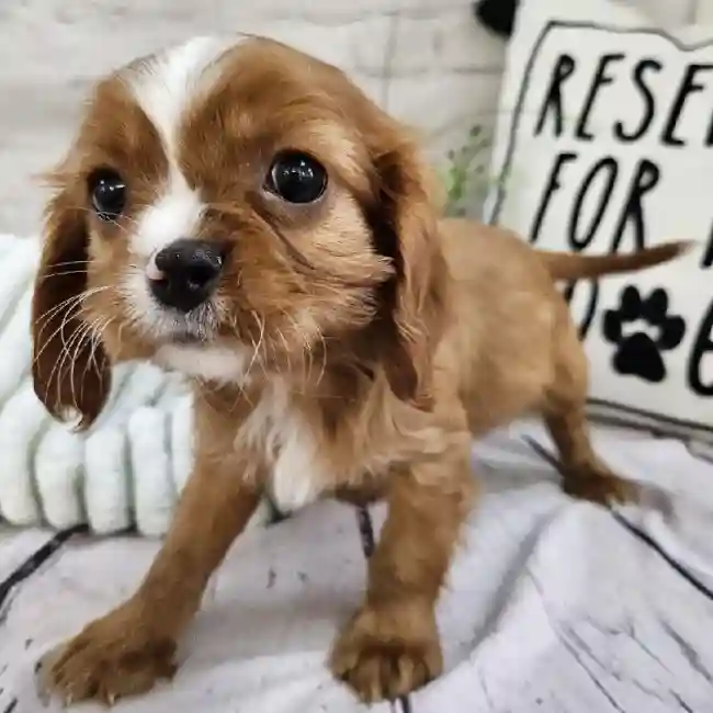 Male Cavalier King Charles Spaniel Puppy for Sale in Monroeville, PA