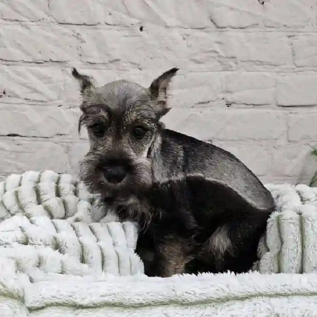 Male Mini Schnauzer Puppy for Sale in Monroeville, PA