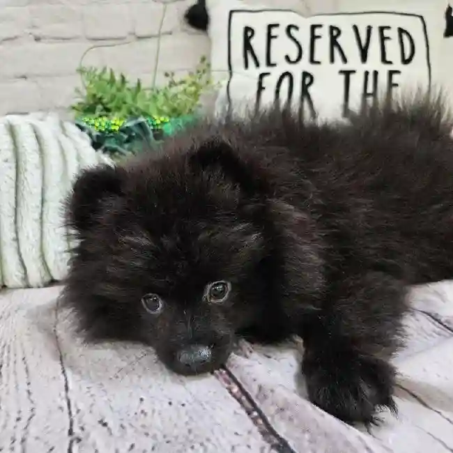 Male Pomeranian Puppy for Sale in Monroeville, PA