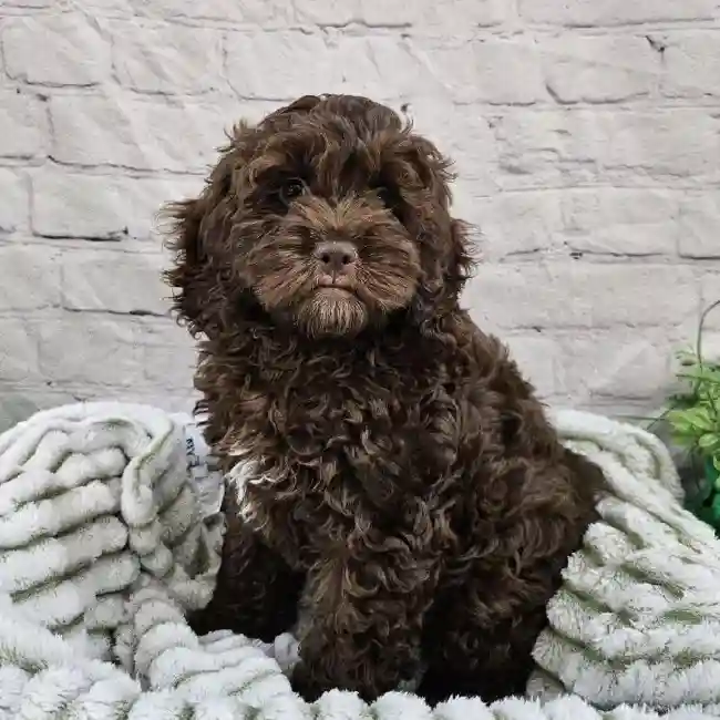 Female Cockapoo Puppy for Sale in Monroeville, PA