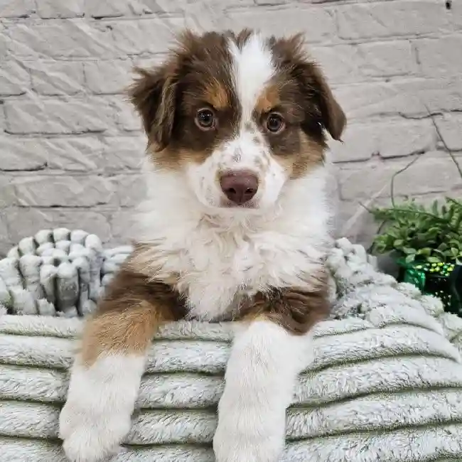 Male Miniature Australian Shepherd Puppy for Sale in Monroeville, PA