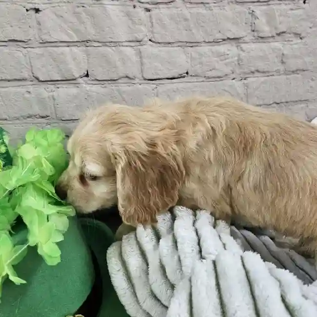 Male Cocker Spaniel Puppy for Sale in Monroeville, PA