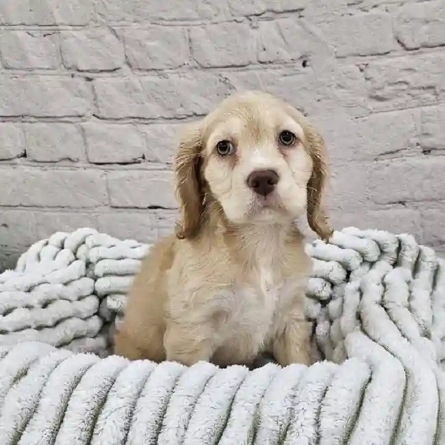 Male Cocker Spaniel Puppy for Sale in Monroeville, PA