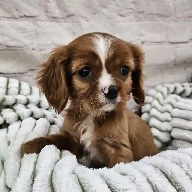 Male Cavalier King Charles Spaniel Puppy for Sale in Monroeville, PA