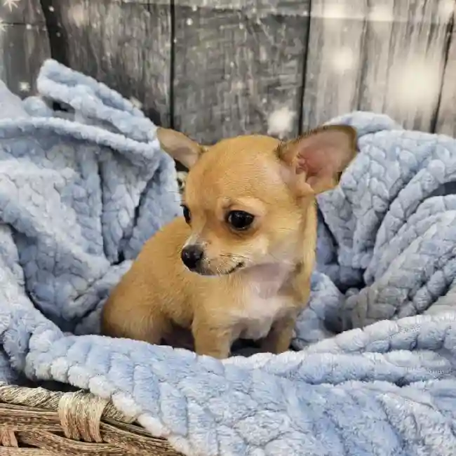 Male Chihuahua Puppy for Sale in Monroeville, PA