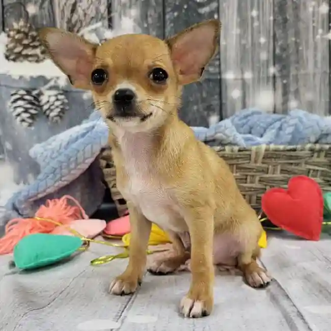 Male Chihuahua Puppy for Sale in Monroeville, PA