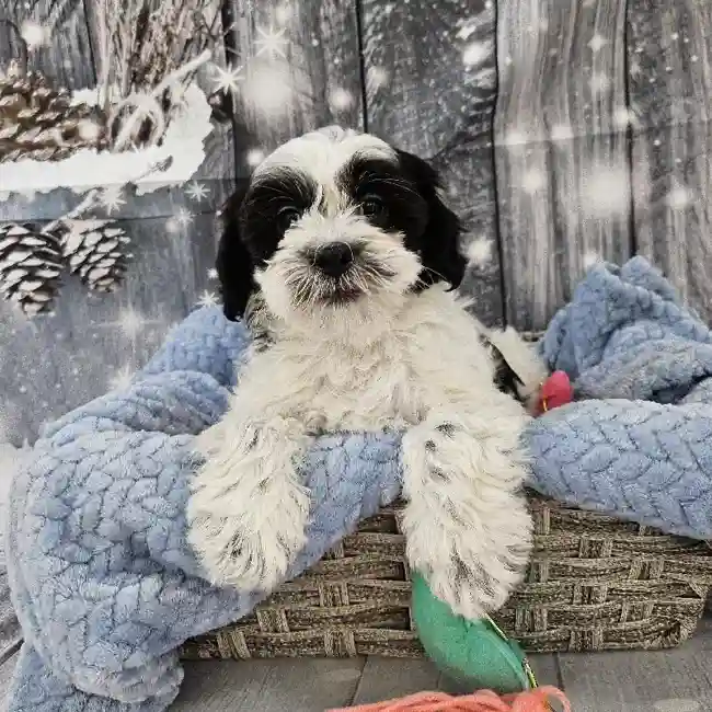 Male Teddy Bear Puppy for Sale in Monroeville, PA