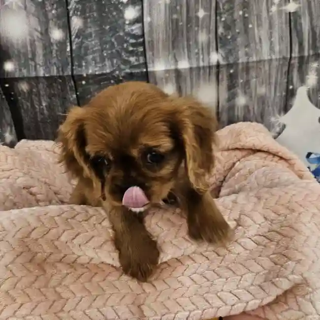 Female Cavalier King Charles Spaniel Puppy for Sale in Monroeville, PA