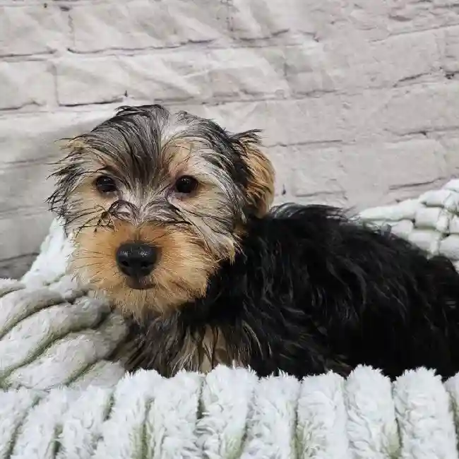 Male Yorkie Puppy for Sale in Monroeville, PA