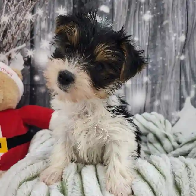 Male Yorkie Puppy for Sale in Monroeville, PA