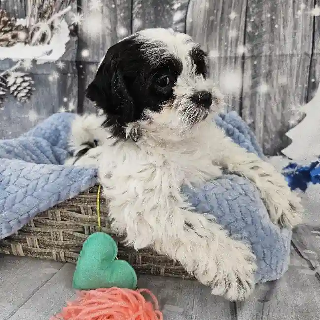 Male Teddy Bear Puppy for Sale in Monroeville, PA