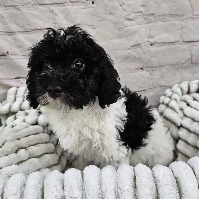 Male Havanese Puppy for Sale in Monroeville, PA