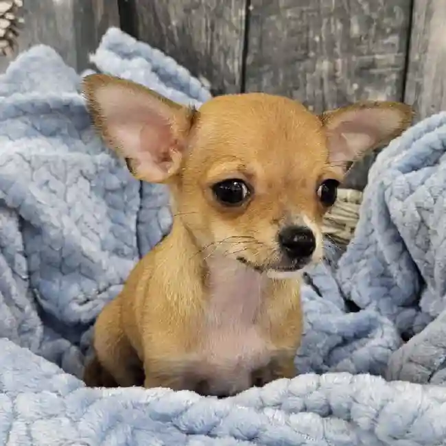 Male Chihuahua Puppy for Sale in Monroeville, PA