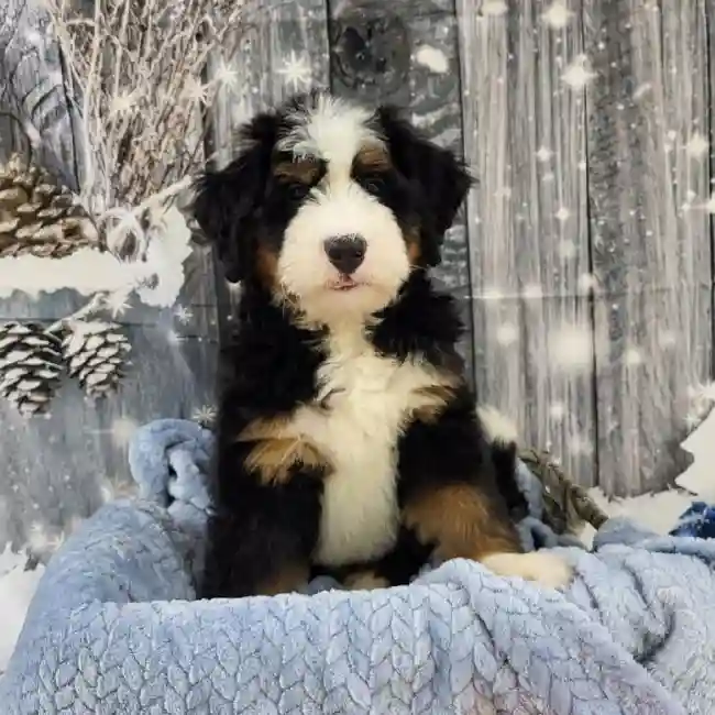 Male Mini Bernedoodle 2nd Gen Puppy for Sale in Monroeville, PA