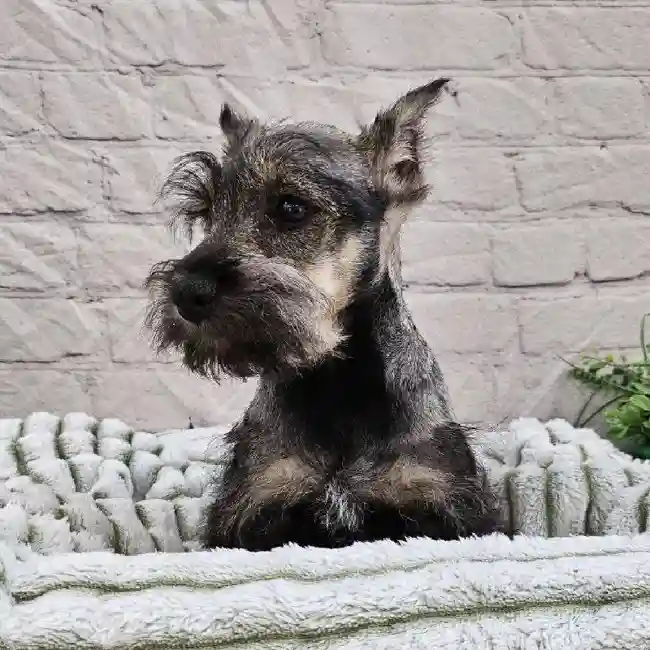 Male Mini Schnauzer Puppy for Sale in Monroeville, PA