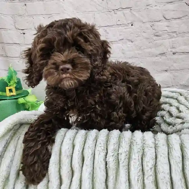 Female Cockapoo Puppy for Sale in Monroeville, PA