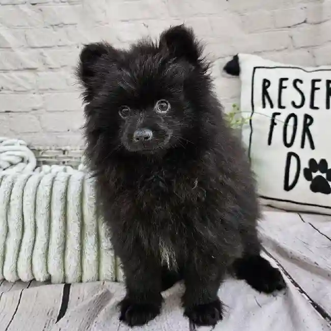 Male Pomeranian Puppy for Sale in Monroeville, PA