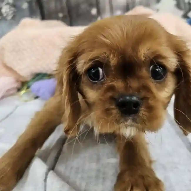 Female Cavalier King Charles Spaniel Puppy for Sale in Monroeville, PA