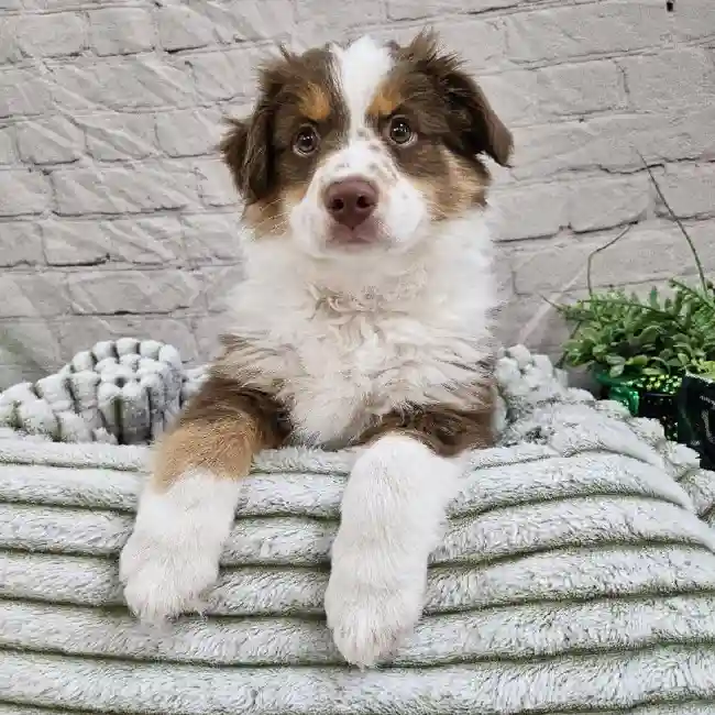 Male Miniature Australian Shepherd Puppy for Sale in Monroeville, PA