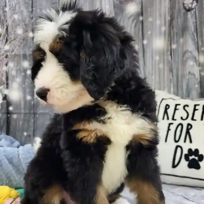 Male Mini Bernedoodle 2nd Gen Puppy for Sale in Monroeville, PA