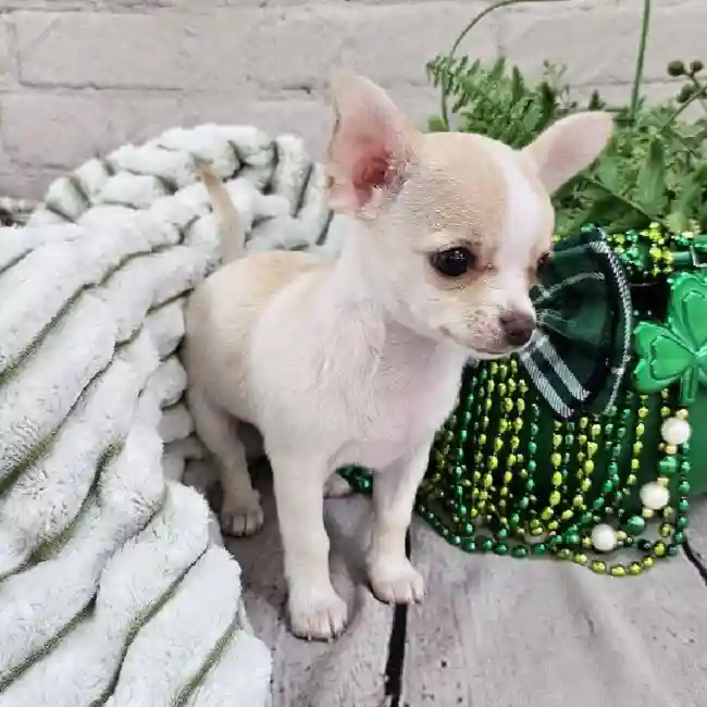 Female Chihuahua Puppy for Sale in Monroeville, PA