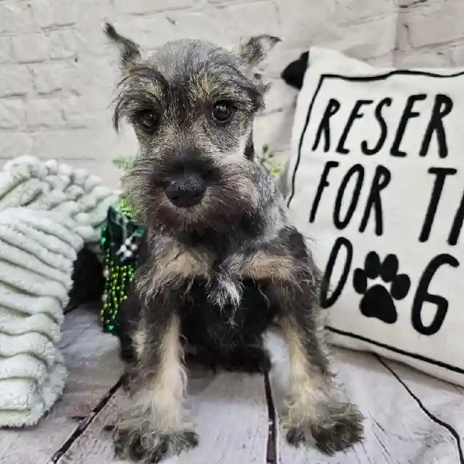 Male Mini Schnauzer Puppy for Sale in Monroeville, PA