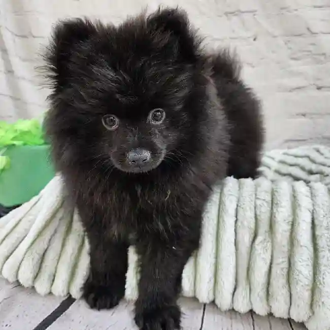 Male Pomeranian Puppy for Sale in Monroeville, PA