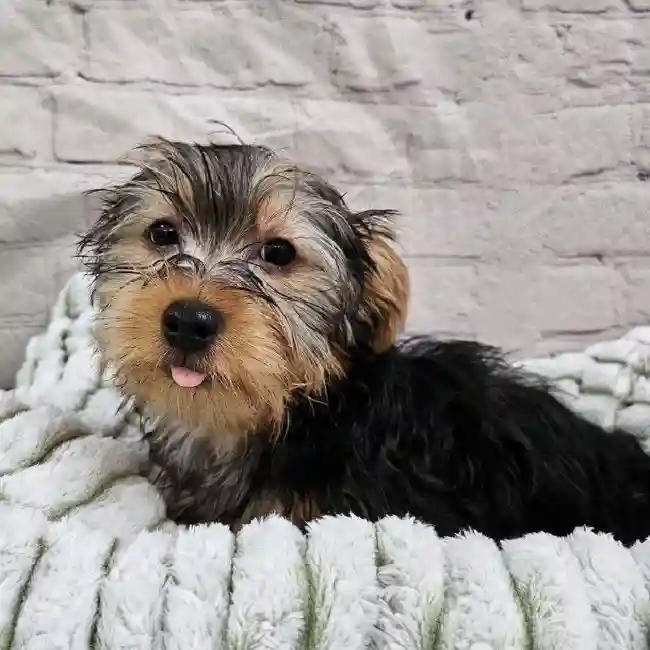 Male Yorkie Puppy for Sale in Monroeville, PA