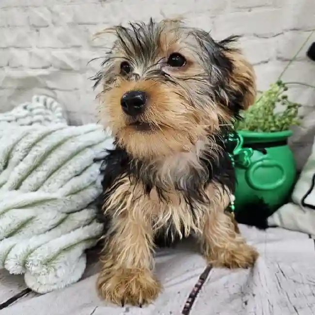 Male Yorkie Puppy for Sale in Monroeville, PA