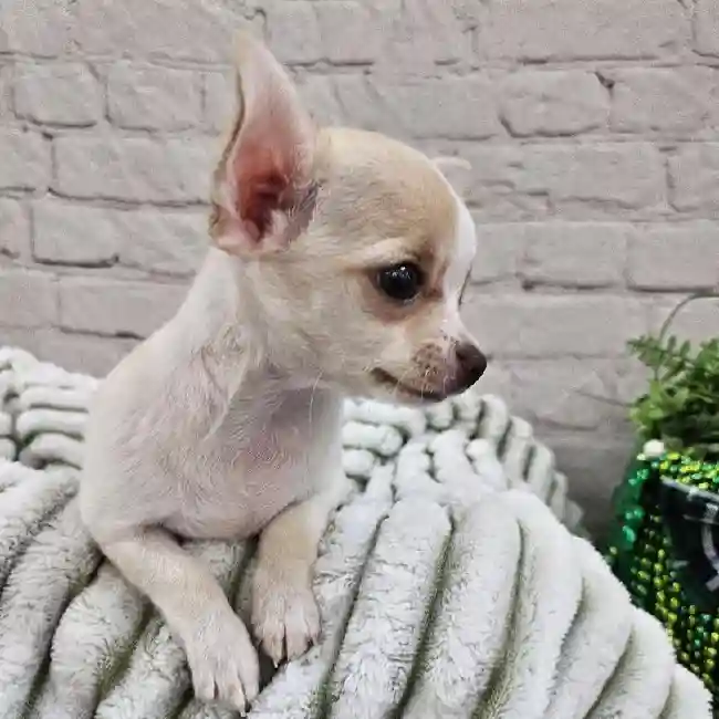 Female Chihuahua Puppy for Sale in Monroeville, PA