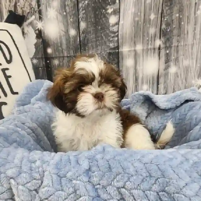 Male Shih Tzu Puppy for Sale in Monroeville, PA