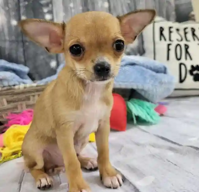 Male Chihuahua Puppy for Sale in Monroeville, PA