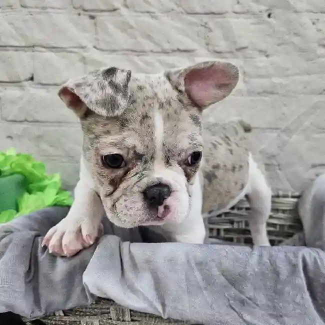 Female French Bulldog Puppy for Sale in Monroeville, PA